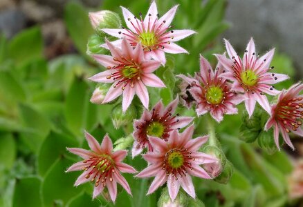 Stone garden rosette pink photo