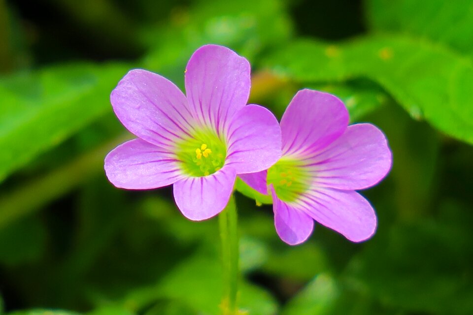Wild flowers wild nature