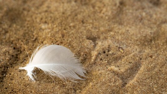 Plumage beach sand photo