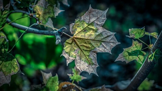 Nature leaves maple leaf photo