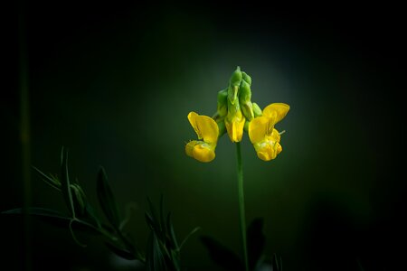Flower blossom bloom