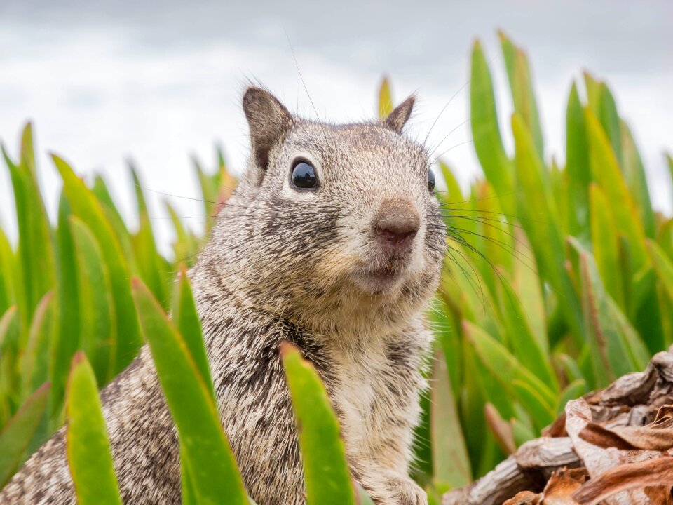 Squirrel california nature