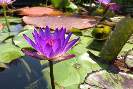 Flower blossom zen photo