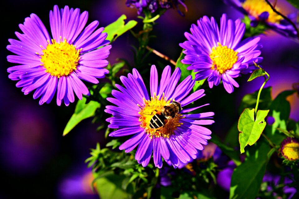 Insect pollination petal