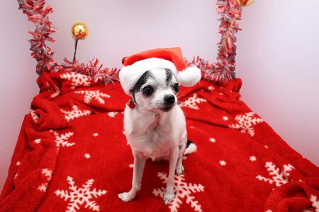 Cute animals dogs