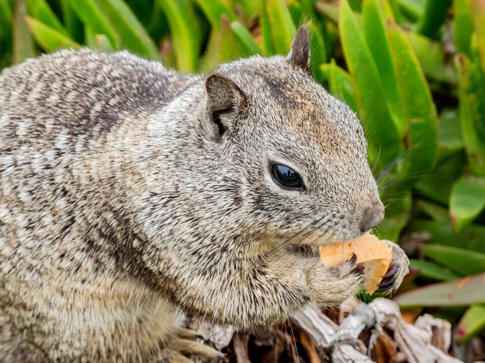 Squirrel california nature