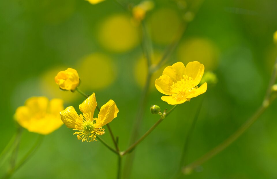 Flower yellow flower blossom