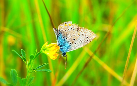Flower animals nature