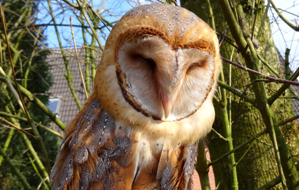 Animal world animals owl