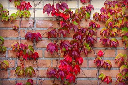 Brick wall growth decorative photo