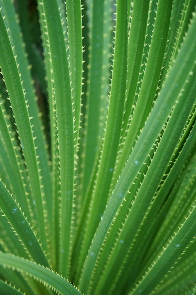Texas sotol dasylirion texanum