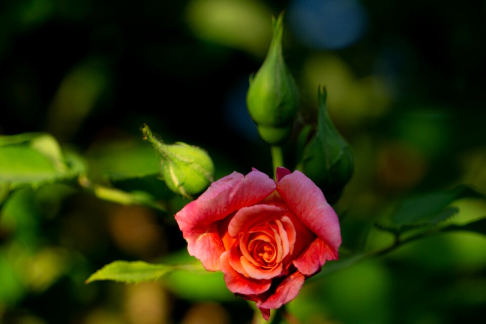 Nature flora garden