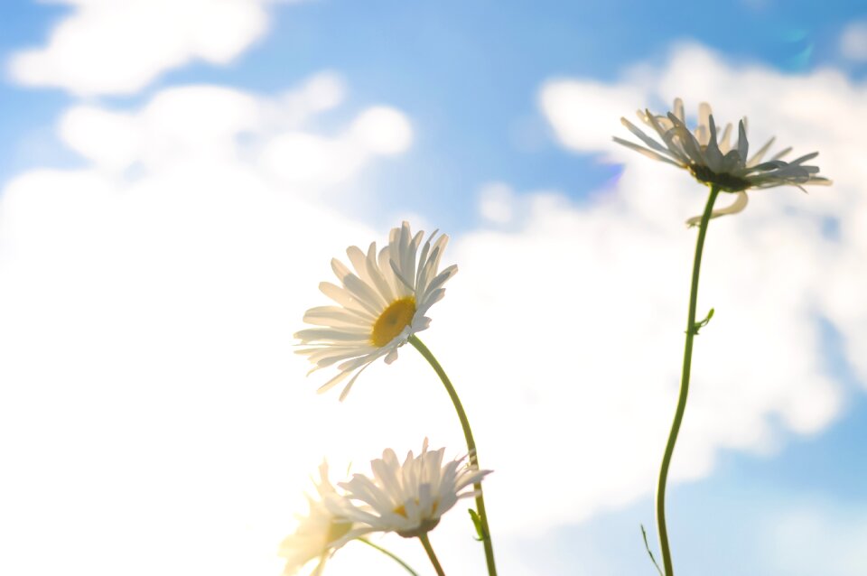 Summer growth daisy