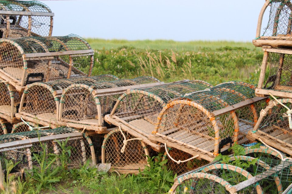 Lobster fishing marine
