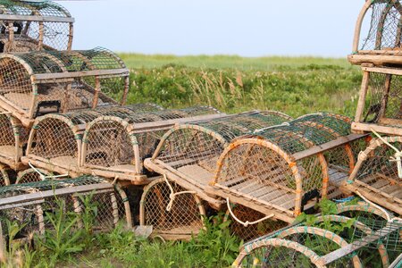 Lobster fishing marine