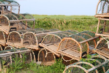 Lobster fishing marine photo