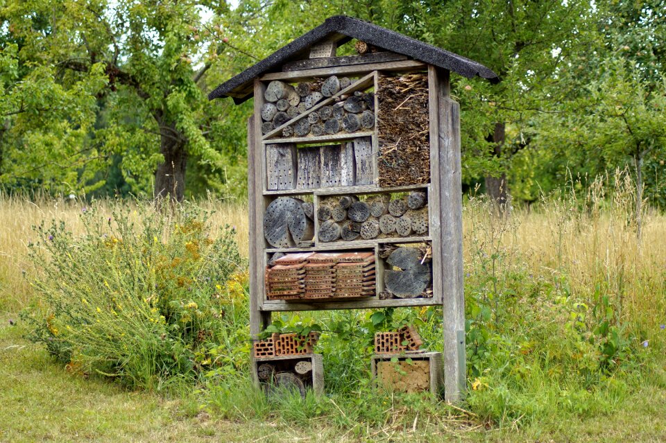 Insect insect protection measures nature conservation