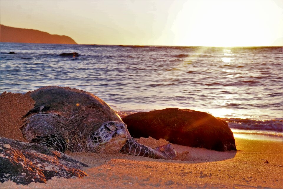 Beach ocean animal world