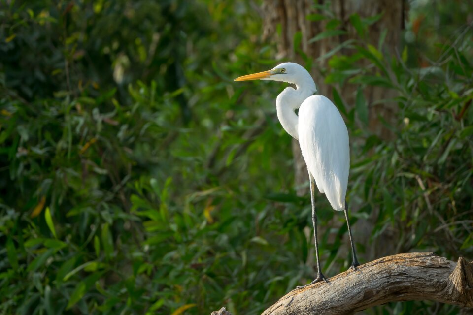 Northern territory birds egret white heron