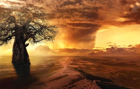 Clouds desert landscape baobab