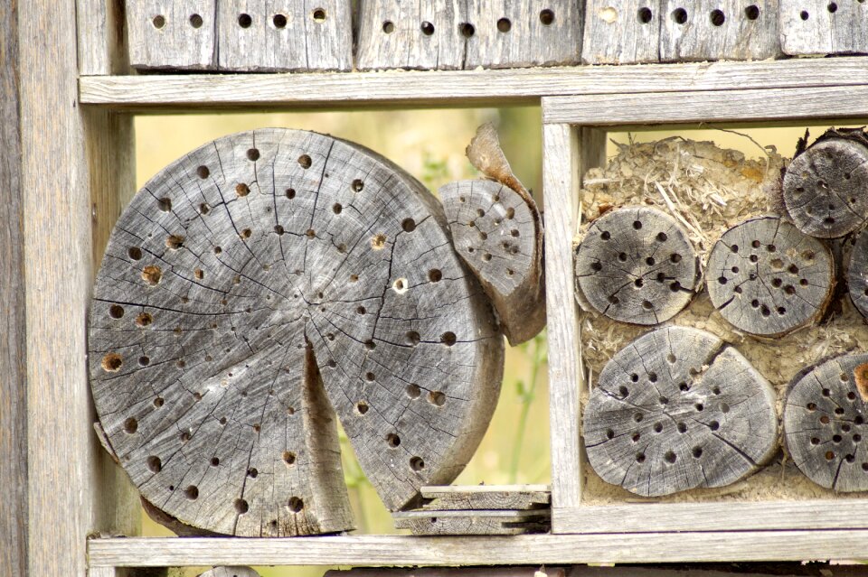 Perforated wood insect
