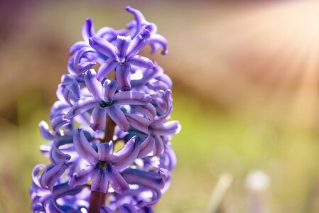 Blue hyacinth blue flower blossom