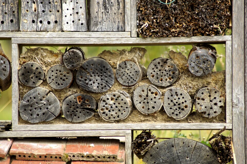 Insect public record wood