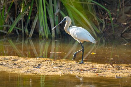 Australia birds royal-spoonbill photo