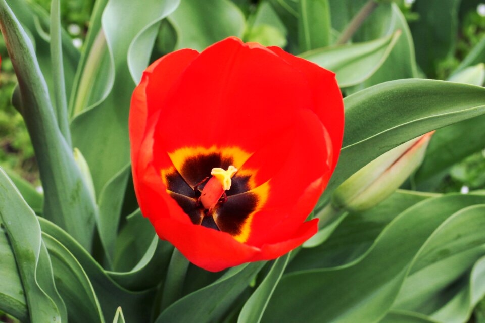 Flower plant sheet