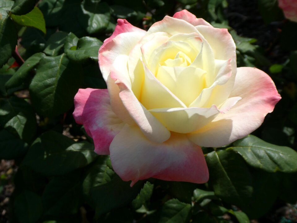 Flower love nature