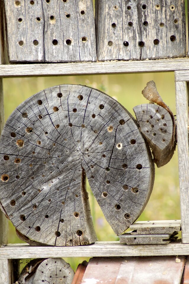 Nature wood insect