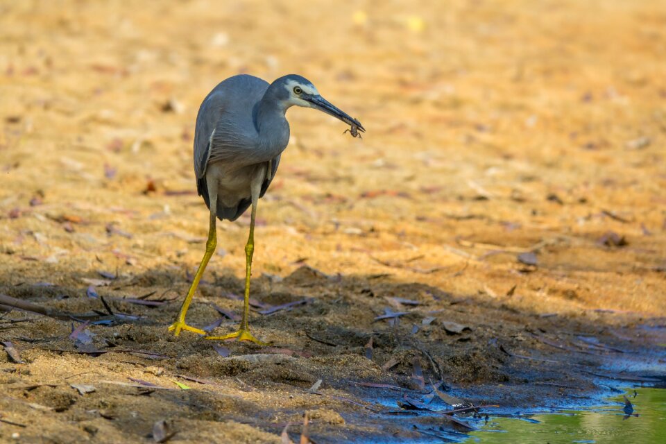 Australia birds white-faced heron