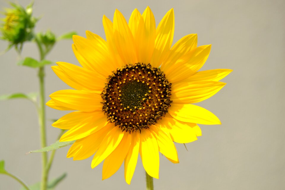 Yellow summer light