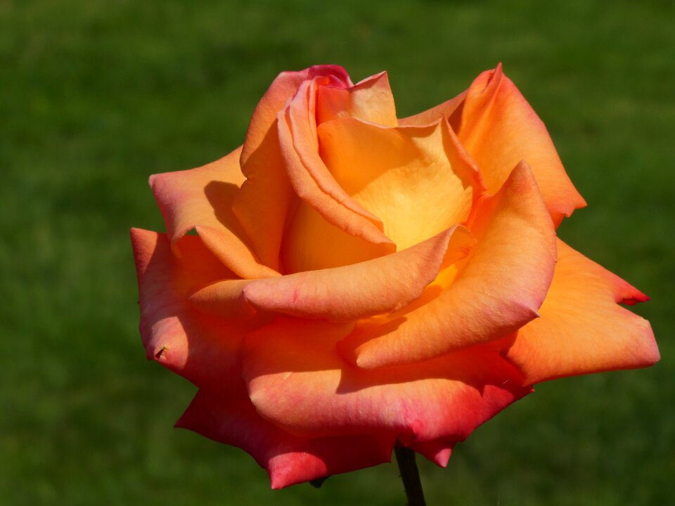 Flower floral love