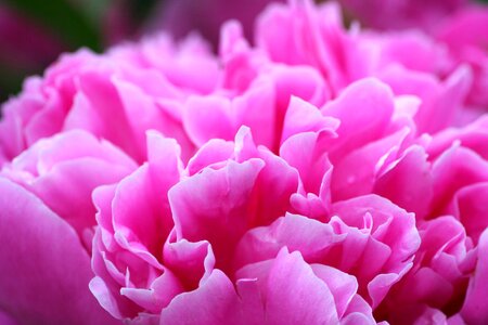 Pink spring-flowering petals