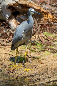 Australia birds white-faced heron
