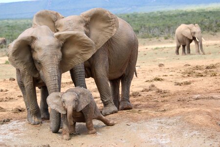 Addo national park baby elephant water hole