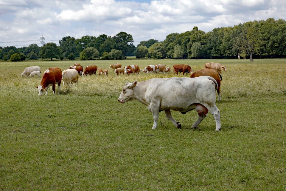 Pasture nature livestock