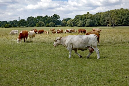 Pasture nature livestock