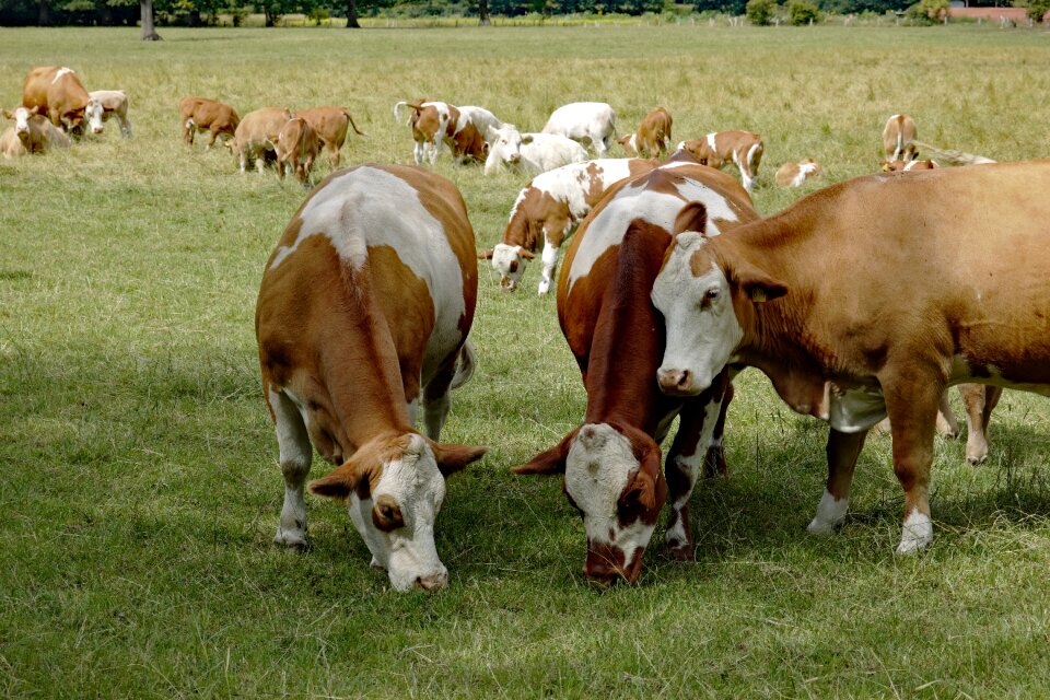 Nature livestock milk cow