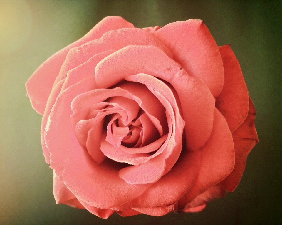 Romantic love blossom
