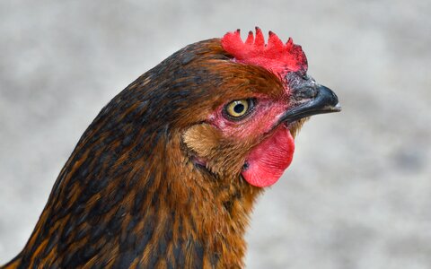 Poultry head animal