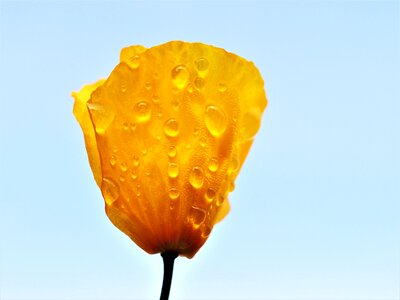 Rain flower blue rain