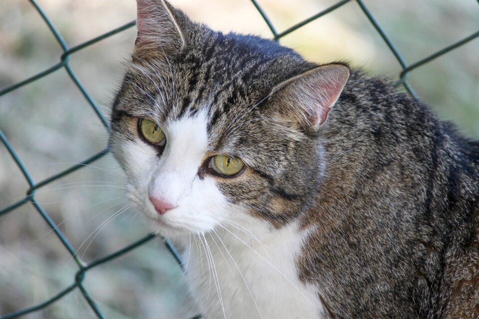 Fence kitten domestic cat