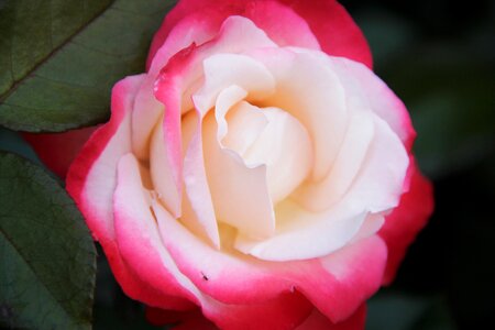 Romantic blossom bloom