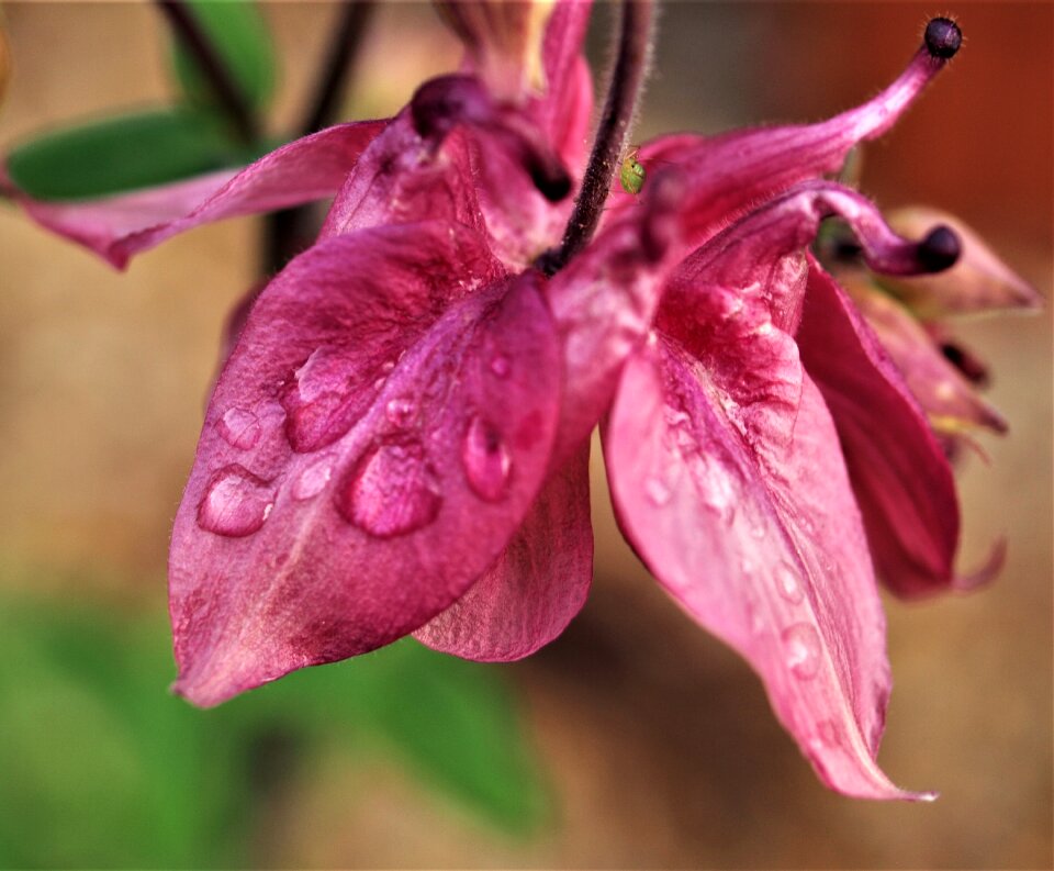 Flower rain bloom