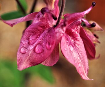 Flower rain bloom