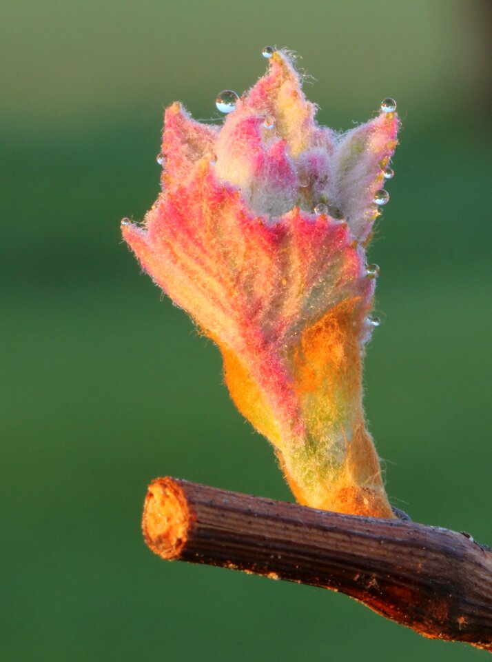 Nature close up grape