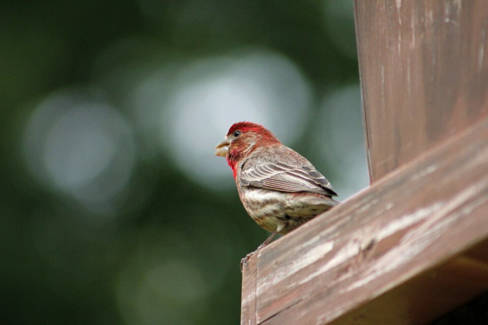Outdoors house finch male house finch