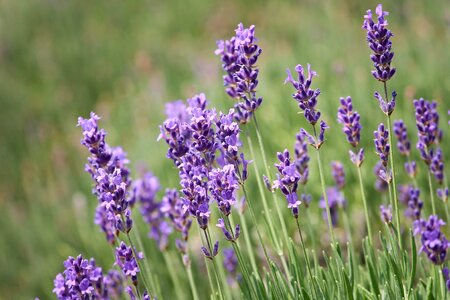 Nature lavender flowers purple photo